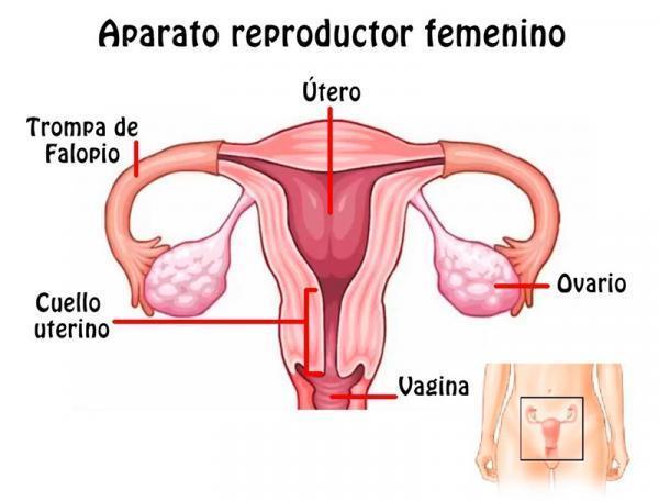 SISTEMA REPRODUCTOR FEMENINO Y MASCULINO