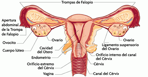 SISTEMA REPRODUCTOR FEMENINO Y MASCULINO