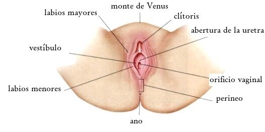SISTEMA REPRODUCTOR FEMENINO Y MASCULINO