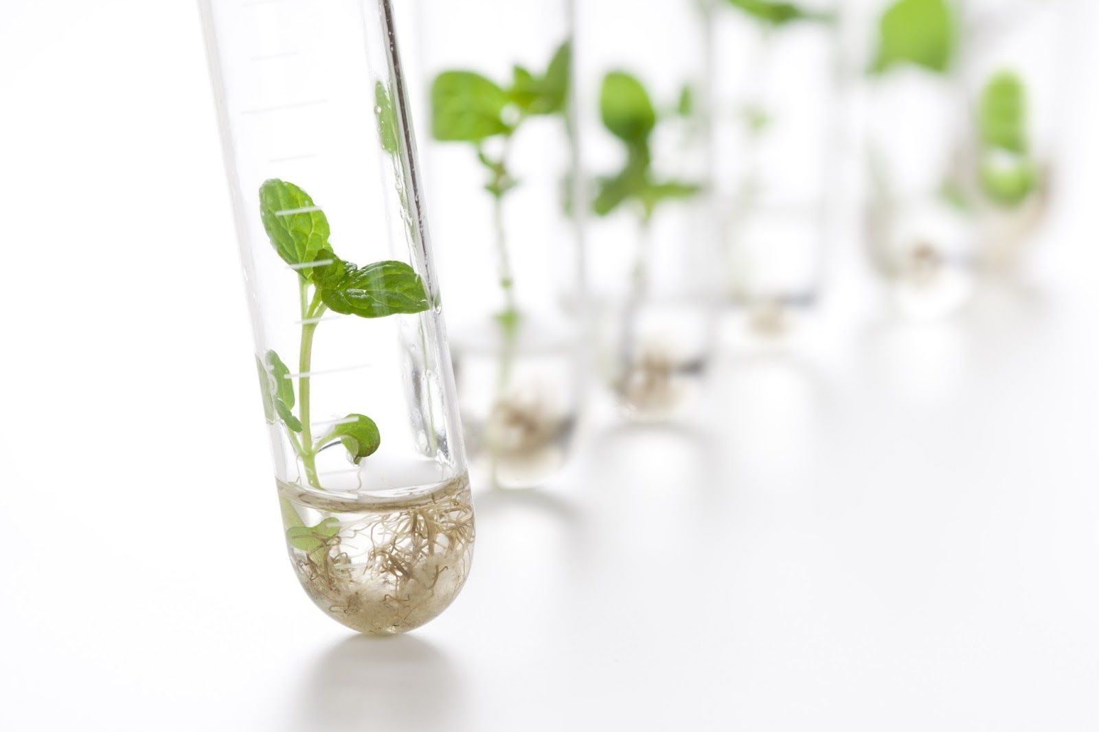líneas de investigación de ECAPMA y/o de profundización para la cadena de formación ambiental.