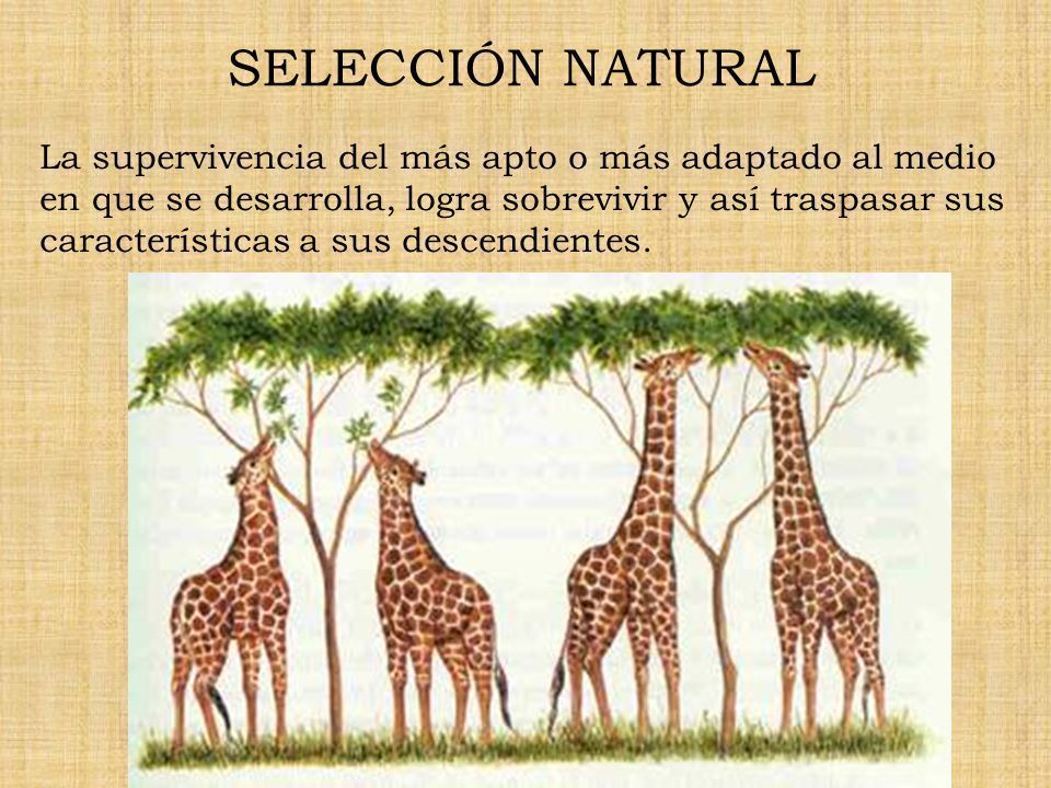 Aportes de las Escuelas Psicológicas a la Teoría de la Personalidad