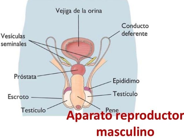 LA MARAVILLA DE LA REPRODUCCIÓN HUMANA
