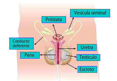 LA MARAVILLA DE LA REPRODUCCIÓN HUMANA