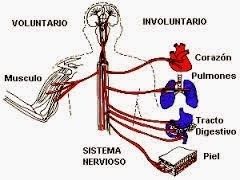 Sistema nervioso y reproductivo.