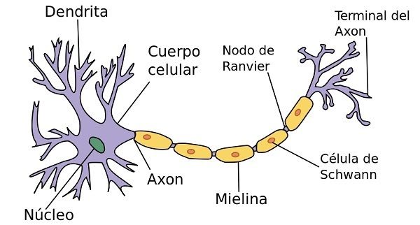 Sistema nervioso y reproductivo.