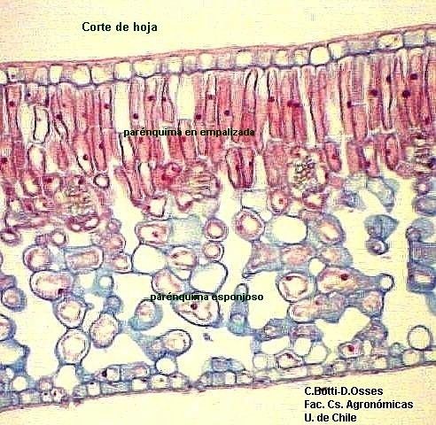Imagen de la pregunta 3