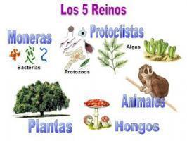 LOS REINOS DE LOS SERES VIVOS