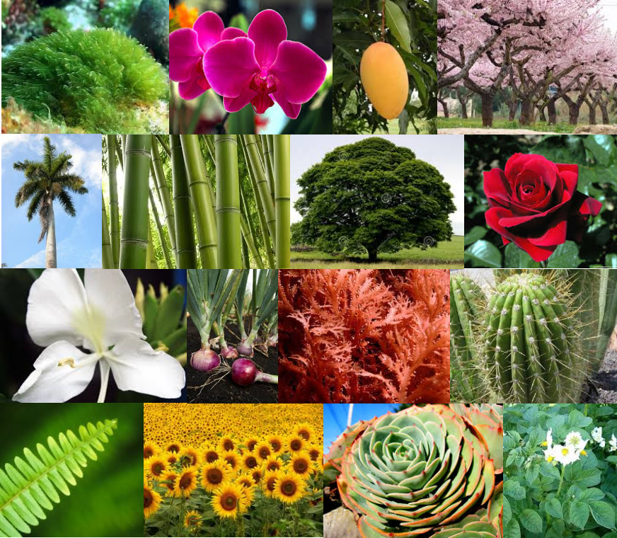 REINO VEGETAL: