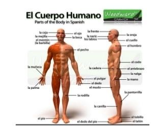 Evolución de los seres vivos UNAD _Carmen Alícia Cabrera