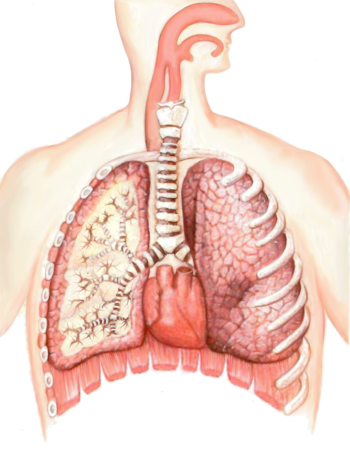 Image for question 20