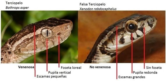 Adaptación biológica