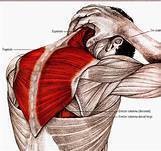 Estiramiento muscular
