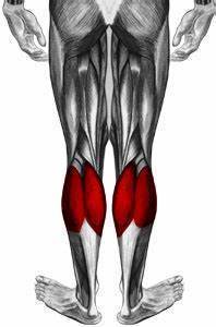 Estiramiento muscular