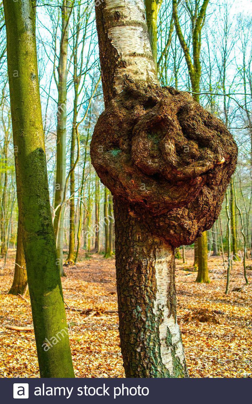 Emfermedades forestales