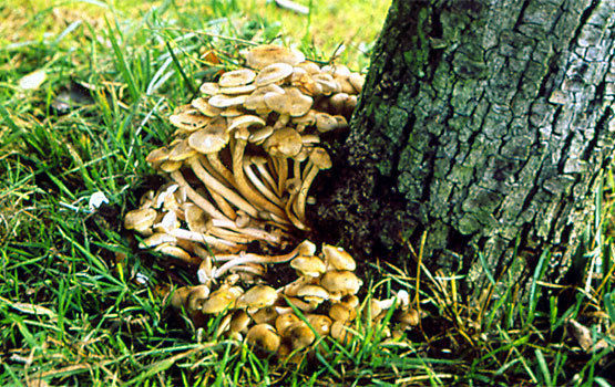 Armillaria mellea