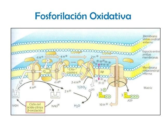 Cadena respiratoria y fosforilación oxidativa