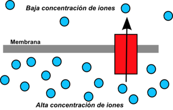 Cadena respiratoria y fosforilación oxidativa