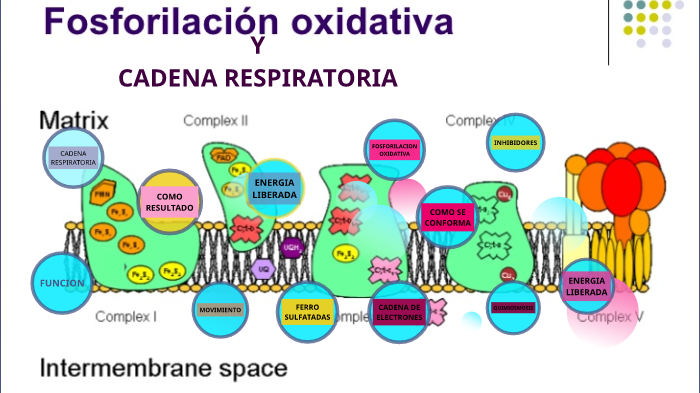 Cadena respiratoria y fosforilación oxidativa