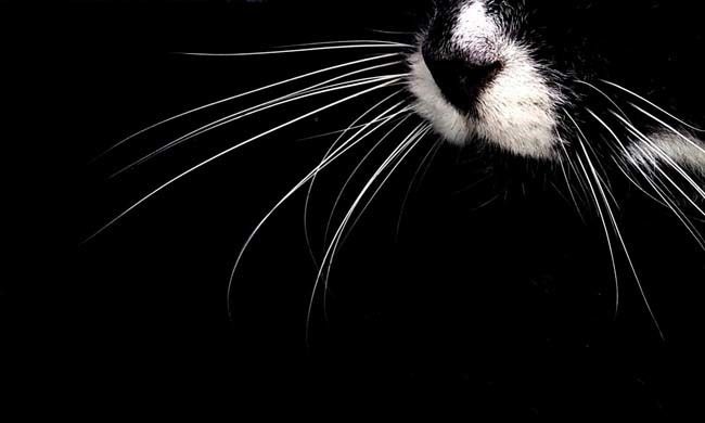 WHISKERS