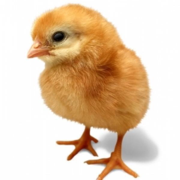 Image for option C
