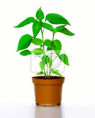 Image for option D