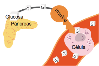 Sarcopenia: una complicación crónica en Diabetes mellitus tipo 2