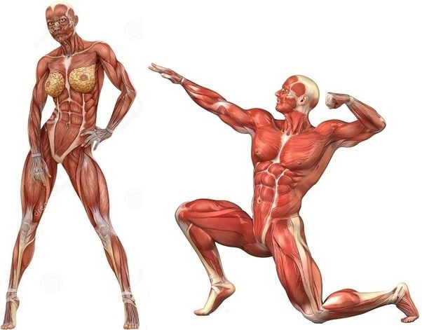 Sarcopenia: una complicación crónica en Diabetes mellitus tipo 2