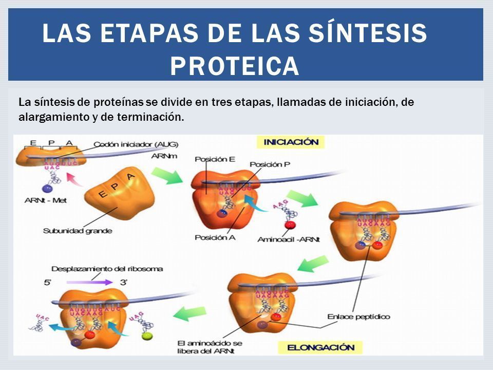 Sarcopenia: una complicación crónica en Diabetes mellitus tipo 2