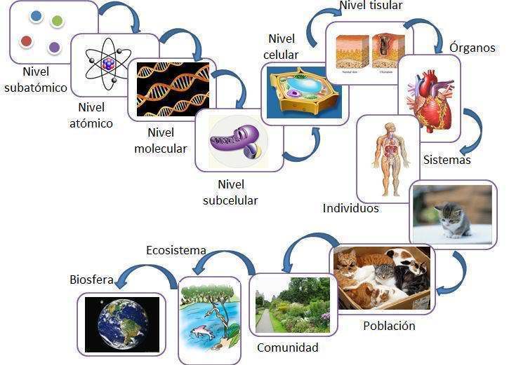 Niveles de organización