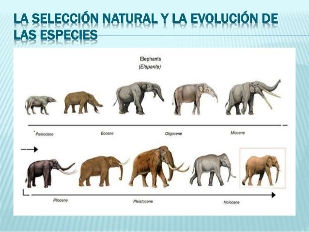 Evolución, Mutación, Adaptación y Selección Natural