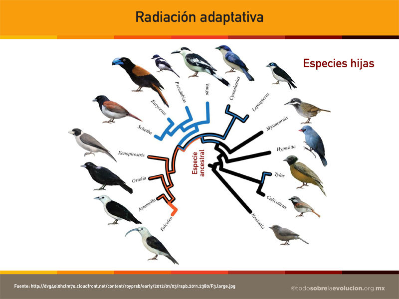 2) Radiación adaptativa