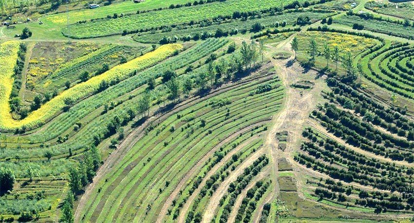 UNIDAD IV: AGRICULTURA ORGÁNICA
