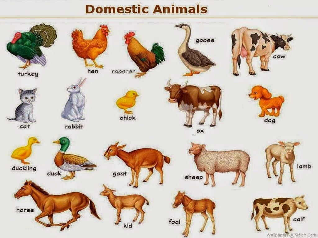 UNIDAD IV: AGRICULTURA ORGÁNICA