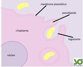 Transporte de membrana plasmática