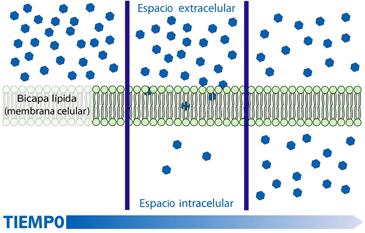 EXCRECIÓN EN SERES VIVOS