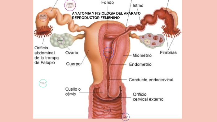 Sistema Nervioso y reproductivo (RTD)