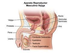 Sistema Nervioso y reproductivo (RTD)