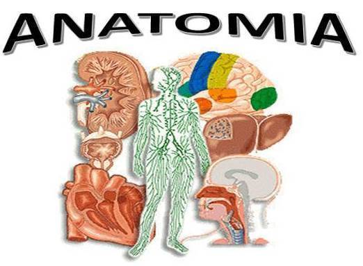 La anatomía