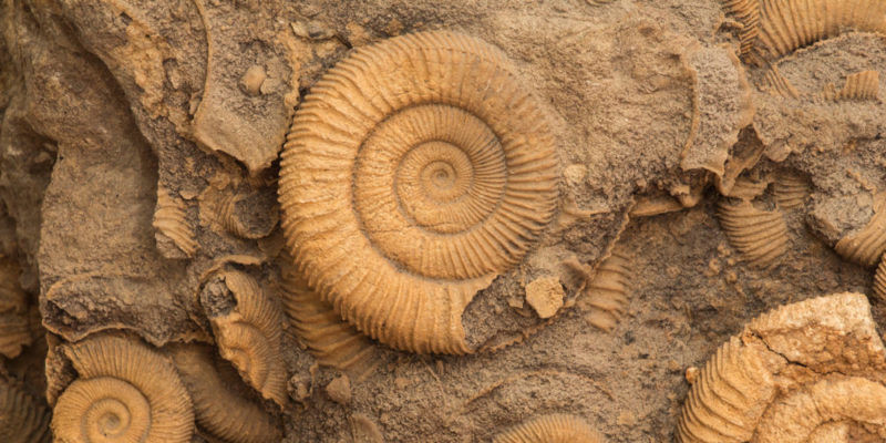 La paleontología