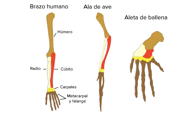 Herramientas de la sistemática