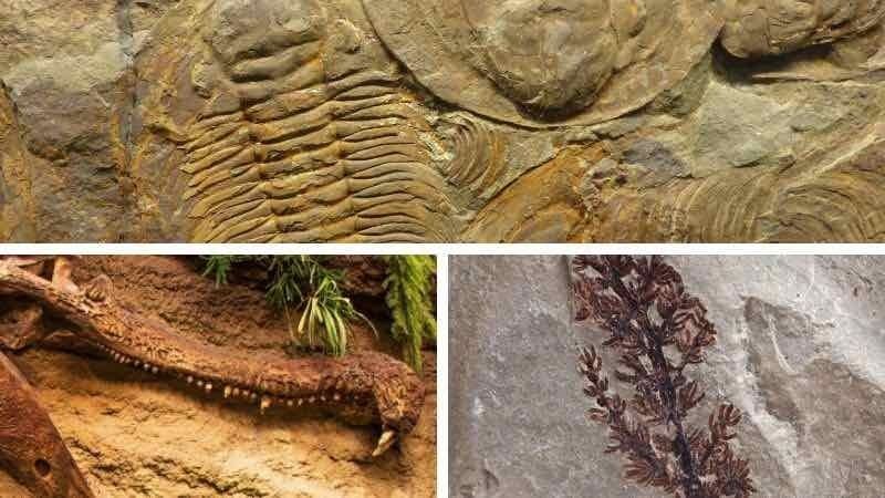 Herramientas de la sistemática