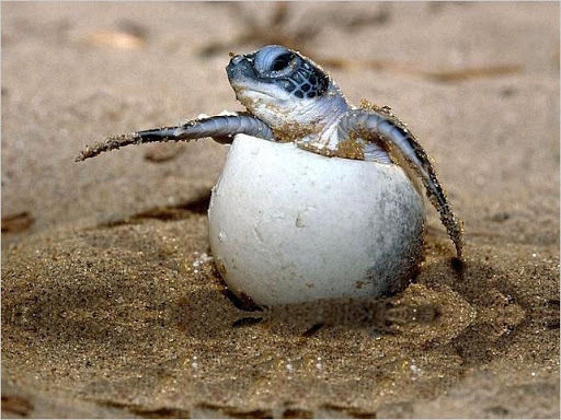 AVES, MAMÍFEROS, REPTILES Y ANFIBIOS