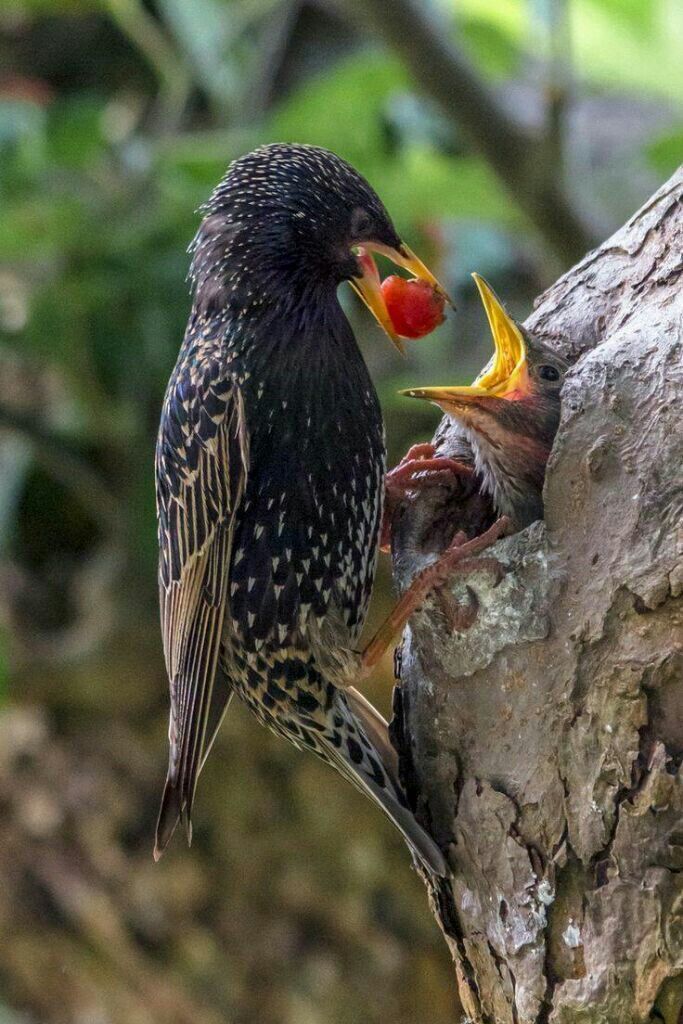 AVES, MAMÍFEROS, REPTILES Y ANFIBIOS