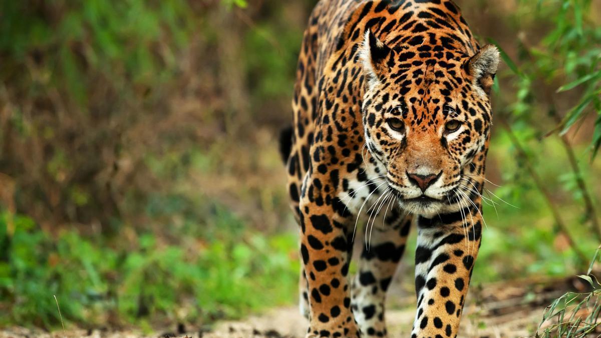 AVES, MAMÍFEROS, REPTILES Y ANFIBIOS