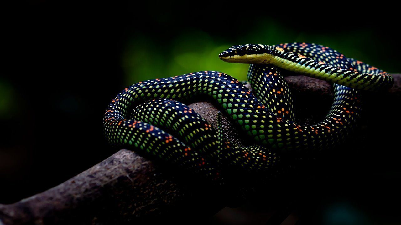 AVES, MAMÍFEROS, REPTILES Y ANFIBIOS
