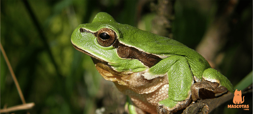 AVES, MAMÍFEROS, REPTILES Y ANFIBIOS