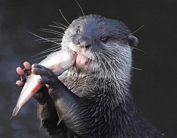 AVES, MAMÍFEROS, REPTILES Y ANFIBIOS