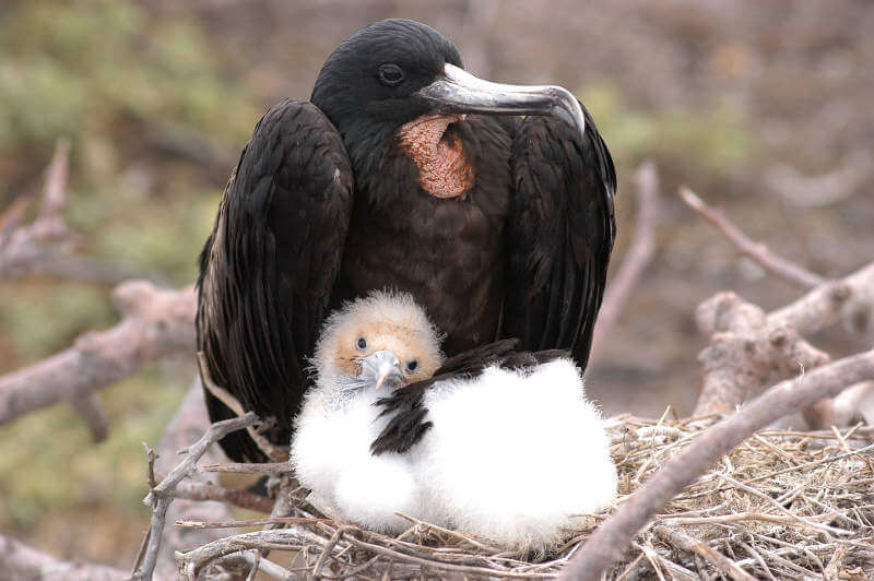 AVES, MAMÍFEROS, REPTILES Y ANFIBIOS