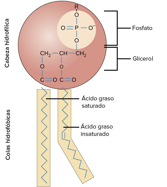Estructura de la membrana