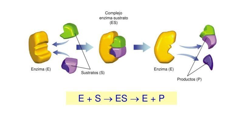 Enzimas